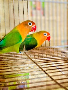 lovebird Fisher breeder pair