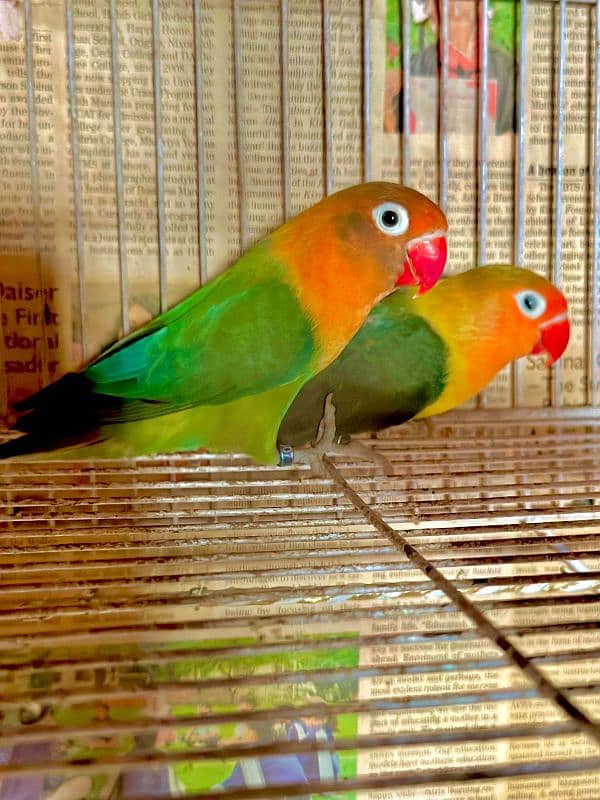 lovebird Fisher breeder pair 1