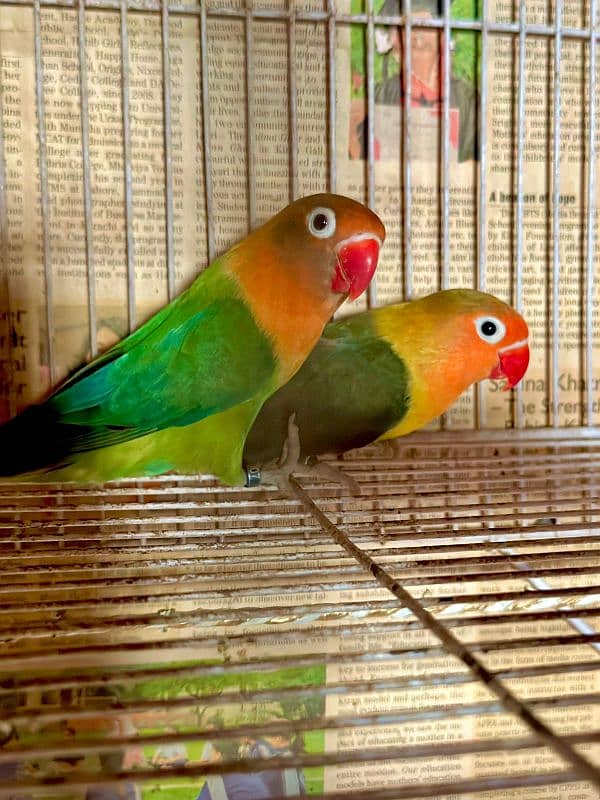 lovebird Fisher breeder pair 2