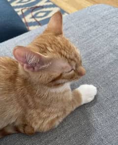 Free Ginger tabby 3 months male kitten