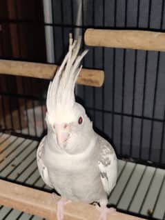 Hand tamed white head Cockatiel 6 months.