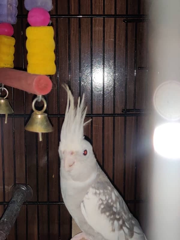 Hand tamed white head Cockatiel 6 months. 2