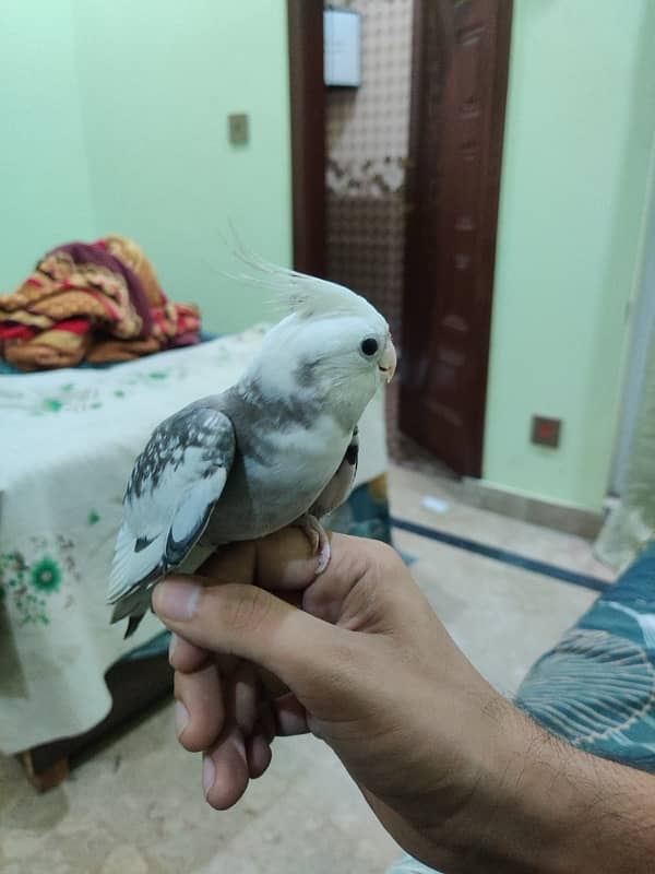 Hand tamed white head Cockatiel 6 months. 3