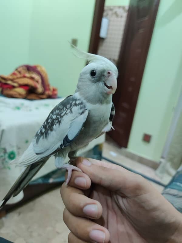 Hand tamed white head Cockatiel 6 months. 4