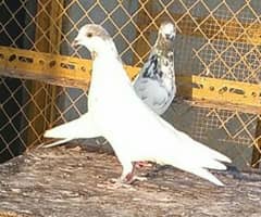 Money Back Guaranteed Highflyer Breeder pigeons Pair