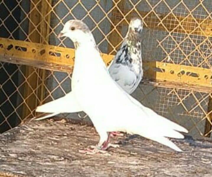 Money Back Guaranteed Highflyer Breeder pigeons Pair 0