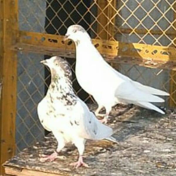 Money Back Guaranteed Highflyer Breeder pigeons Pair 1