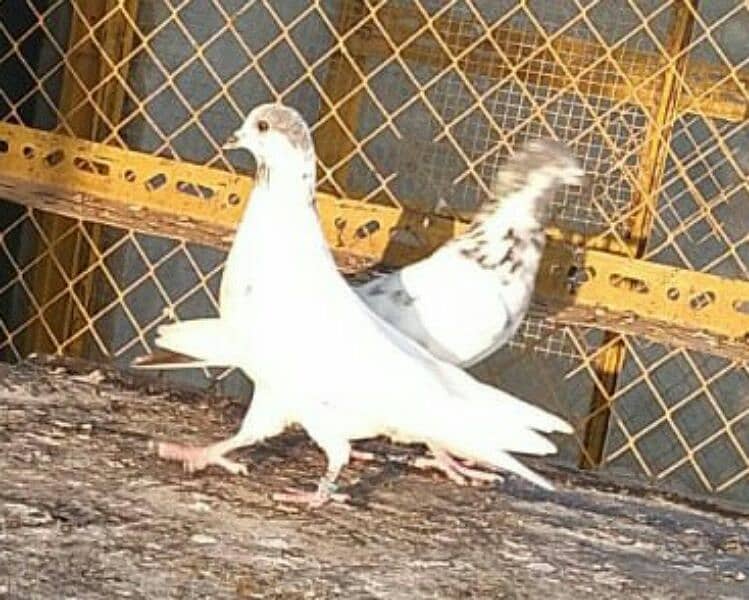 Money Back Guaranteed Highflyer Breeder pigeons Pair 3