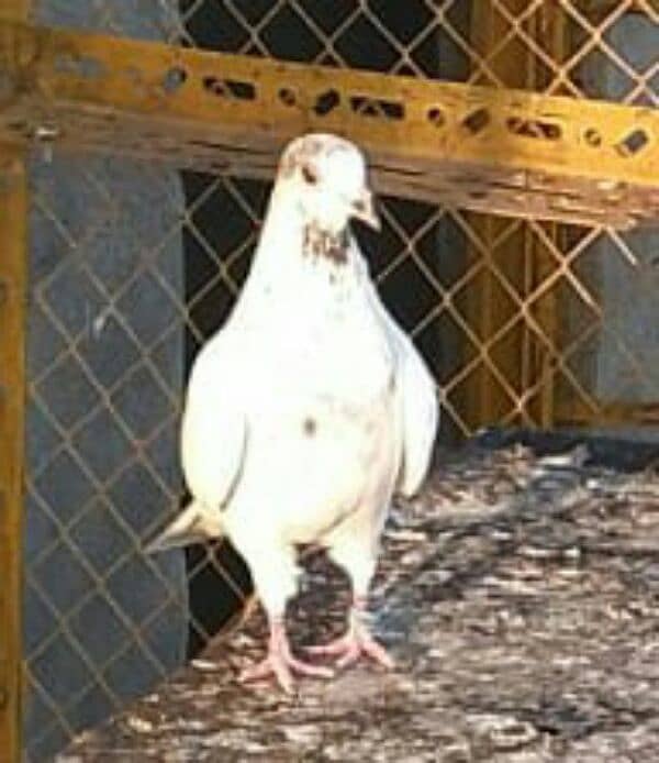 Money Back Guaranteed Highflyer Breeder pigeons Pair 4