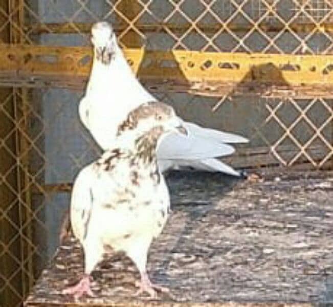 Money Back Guaranteed Highflyer Breeder pigeons Pair 5