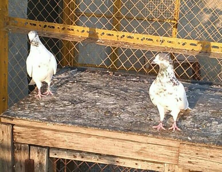 Money Back Guaranteed Highflyer Breeder pigeons Pair 6