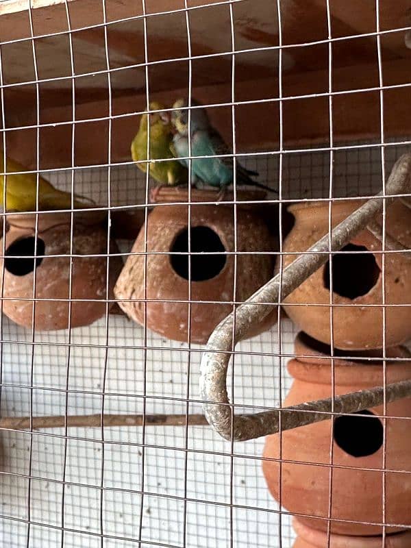 Australian parrot healthy  breading pairs 7 pairs for sale 2