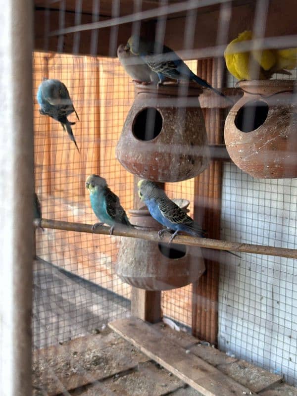 Australian parrot healthy  breading pairs 7 pairs for sale 4