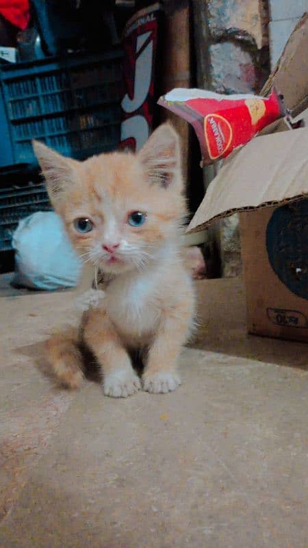 persian cat for sale in blue eyes 2 month age 1