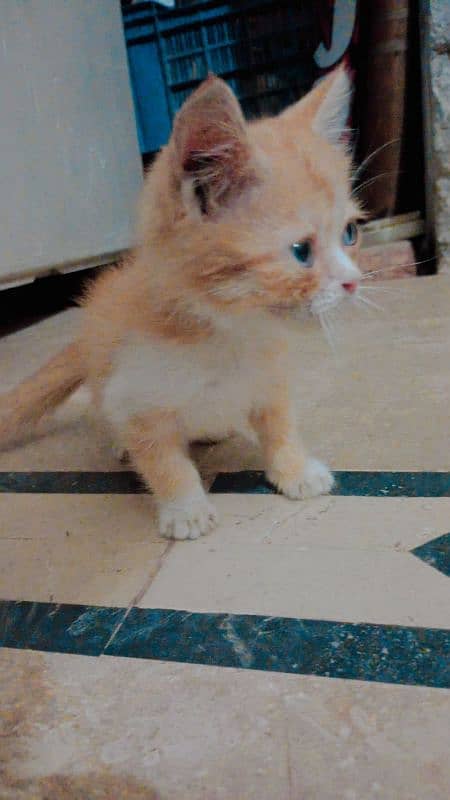 persian cat for sale in blue eyes 2 month age 2