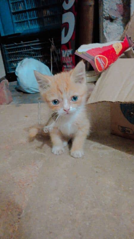 persian cat for sale in blue eyes 2 month age 3