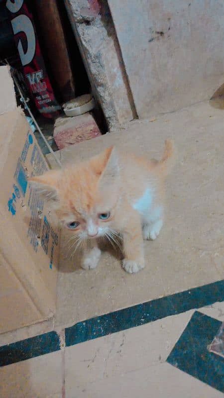 persian cat for sale in blue eyes 2 month age 4