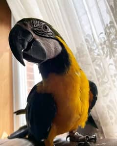 blue macaw parrot chicks for sale 0335=4890=175