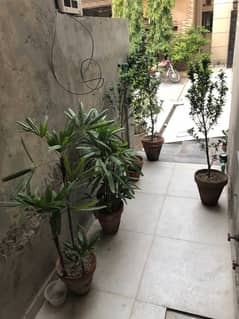 HOME PLANTS