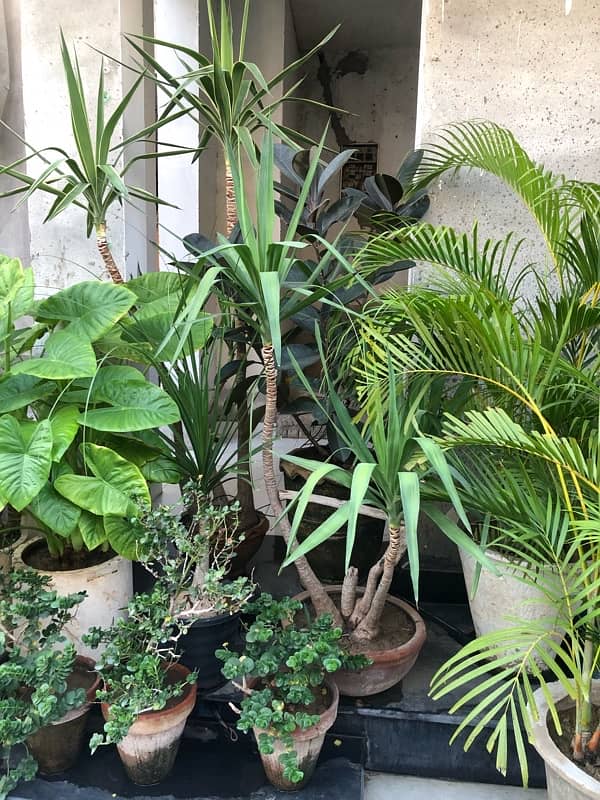 HOME PLANTS 5