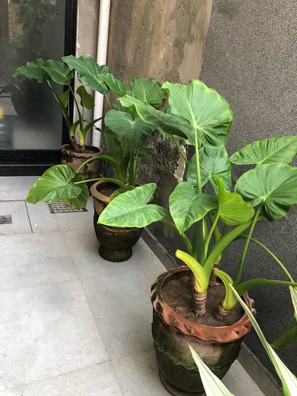 HOME PLANTS 18