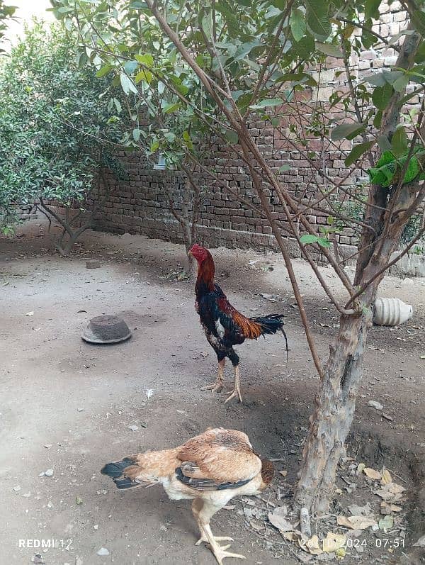 lakha o Shamo trio for sale 2