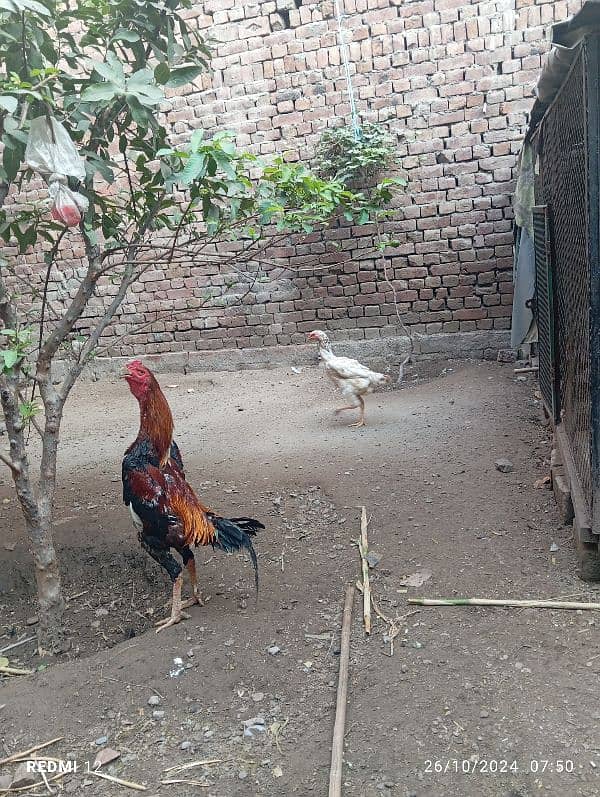 lakha o Shamo trio for sale 3