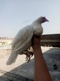 Aseel hen for sale