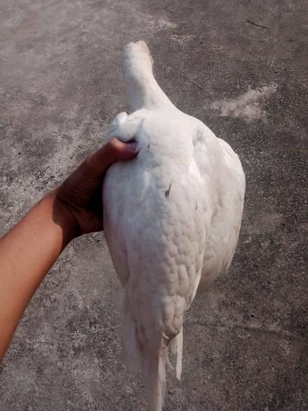 Aseel hen for sale 1