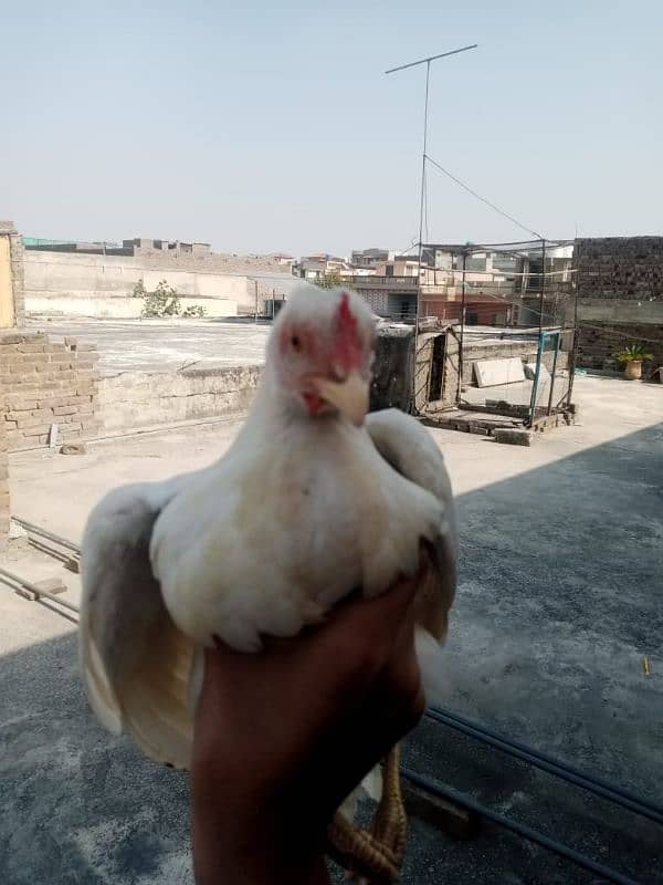 Aseel hen for sale 2