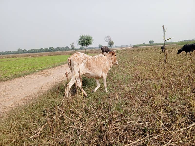 cow female fix price no behs 1