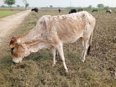 cow female fix price no behs