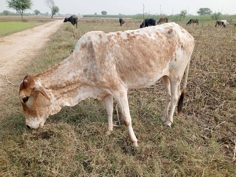 cow female fix price no behs 0