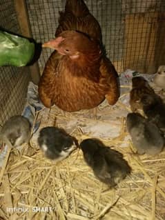 Aseel cross hen with seven(7) chicks