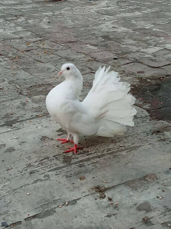 Lucky pigeon 2