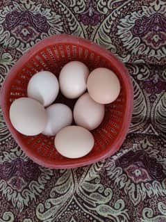 Desi eggs for sale 480 per derjan call and WhatsApp 03266098600