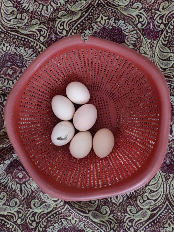 Desi eggs for sale 480 per derjan call and WhatsApp 03266098600 2