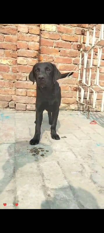 Labrador puppies available 0