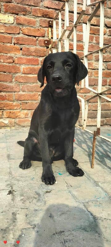 Labrador puppies available 1