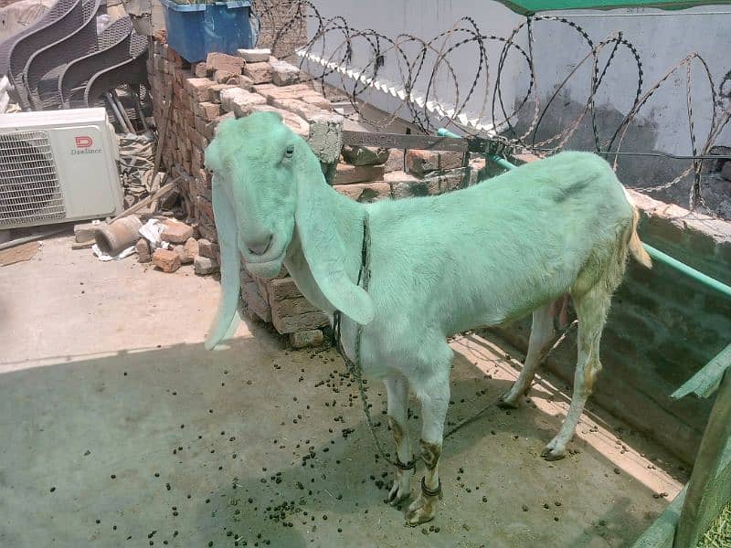 rajanpori bakri active and healthy 1