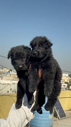 Black Shephard Female pups best quality