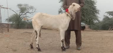 Layalpuri goats for sale