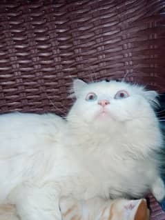 beautiful white triple coat  Persian female cat