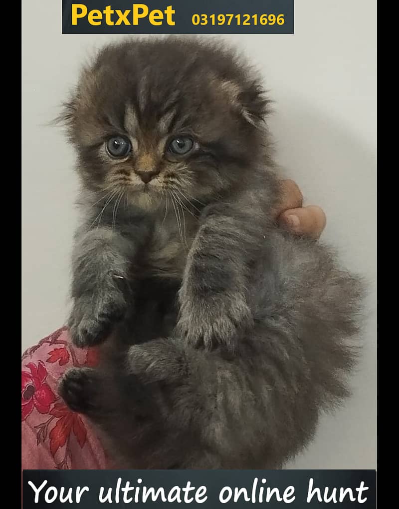 Kitten for sale 1