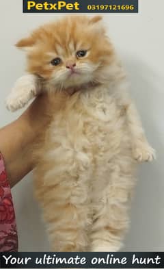 Scottish Fold cats II Kitten for sale IIPersian kittens IIcute kittens