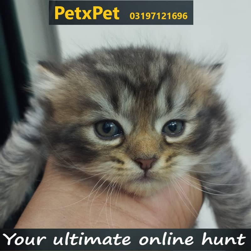 Kitten for sale 6