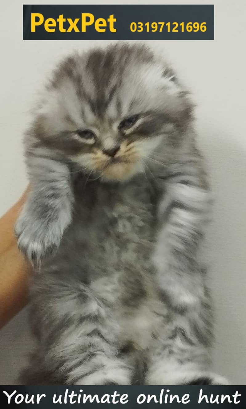 Kitten for sale 7