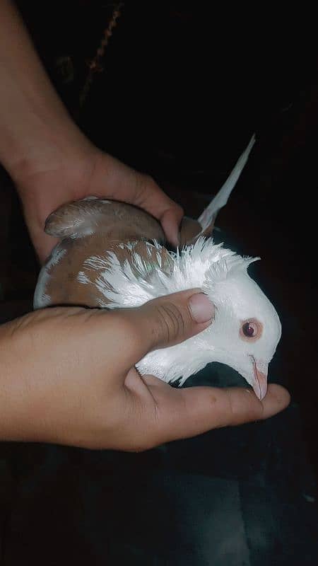 pigeon for sale pair and price 2