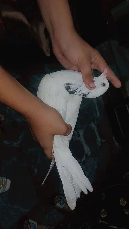 pigeon for sale pair and price 3