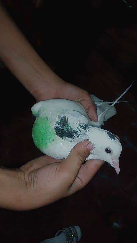 pigeon for sale pair and price 4